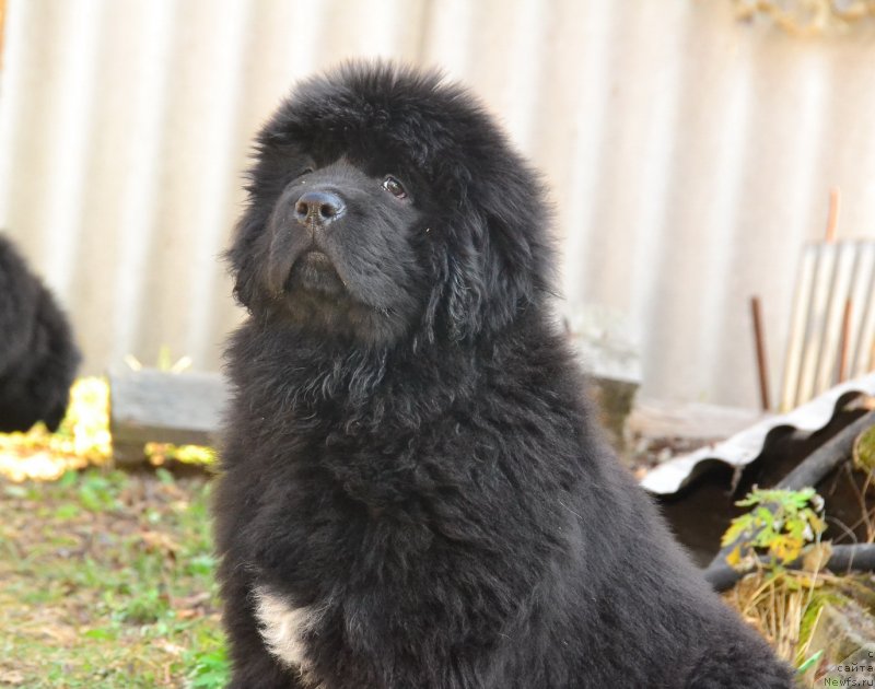 Фото: ньюфаундленд Talisman Morya Izumrudnaya Volna (Талисман Моря Изумрудная Волна)