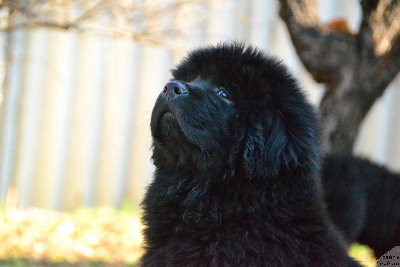 Фото: ньюфаундленд Talisman Morya Izumrudnaya Volna (Талисман Моря Изумрудная Волна)