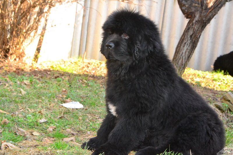 Фото: ньюфаундленд Talisman Morya Izumrudnaya Volna (Талисман Моря Изумрудная Волна)