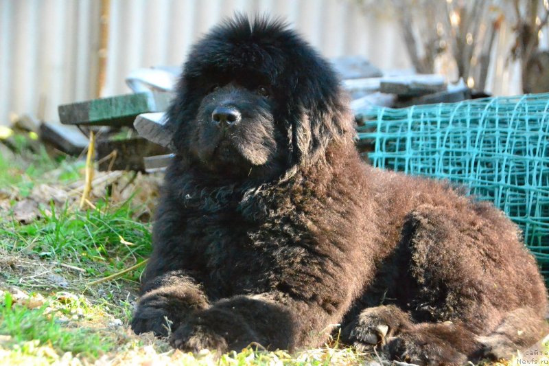 Фото: ньюфаундленд Talisman Morya Izumrudnaya Volna (Талисман Моря Изумрудная Волна)
