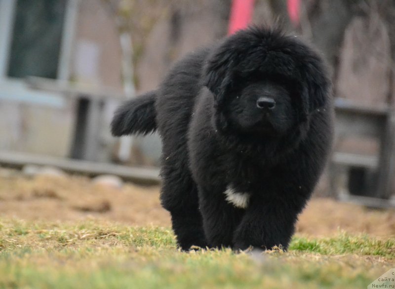Фото: ньюфаундленд Talisman Morya Izumrudnaya Volna (Талисман Моря Изумрудная Волна)