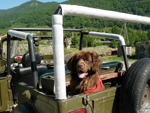 Фото: ньюфаундленд Lesnaya Skazka Izabella (Лесная Сказка Изабелла)