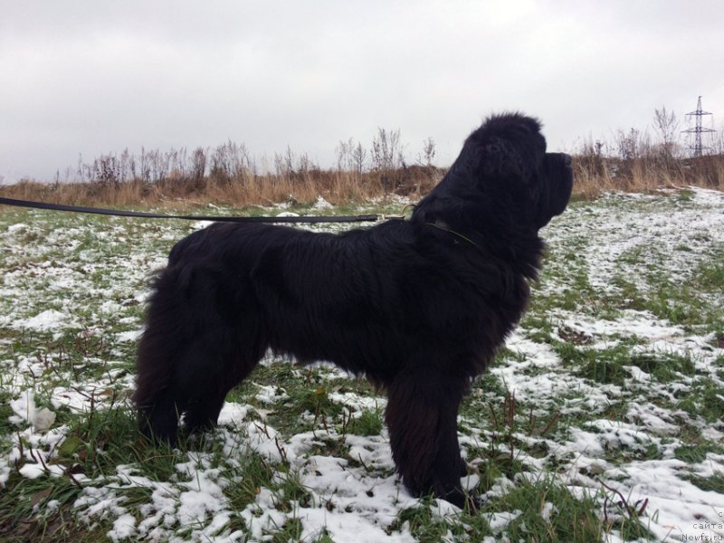 Фотография № 231220