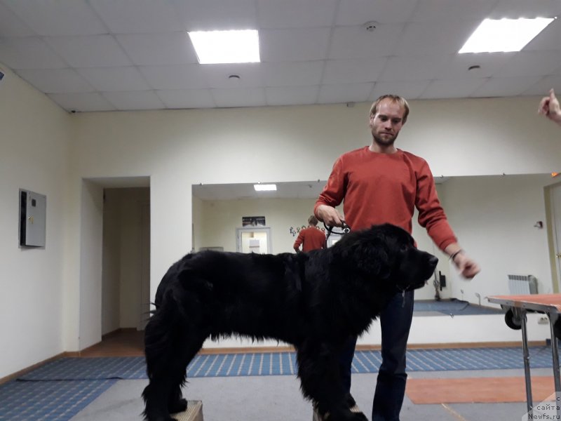 Фото: ньюфаундленд Cherniy Balu Lord-Kantsler (Черный Балу Лорд-Канцлер)