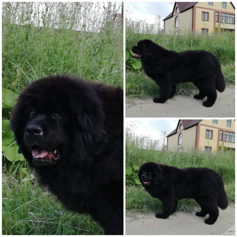 Фото: ньюфаундленд Rafayella Brillians CHernaya Jemchujina (Рафаэлла Бриллианс Черная Жемчужина)