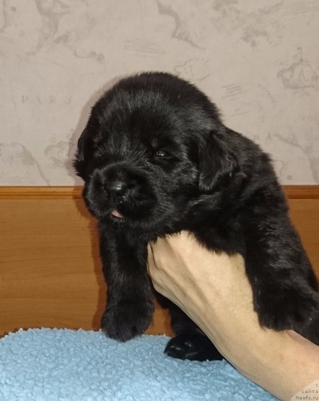 Фото: ньюфаундленд SHtormovaya Volna iz Plemeni Kedra (Штормовая Волна из Племени Кедра)