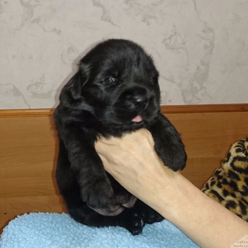 Фото: ньюфаундленд SHtormovaya Volna iz Plemeni Kedra (Штормовая Волна из Племени Кедра)