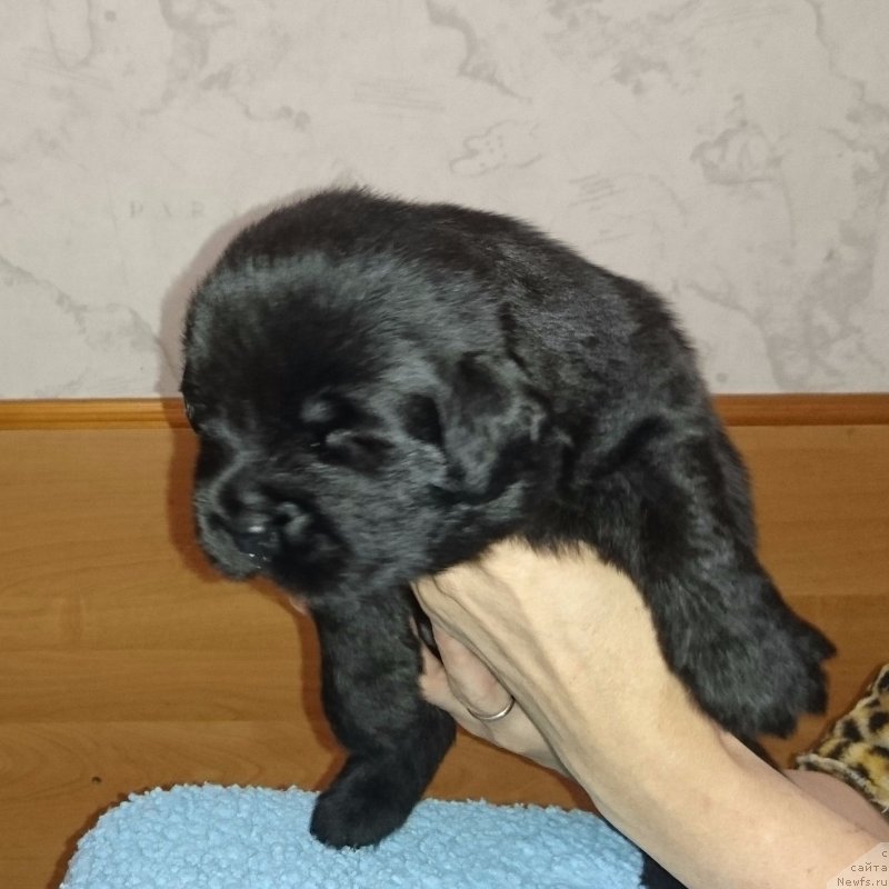 Фото: ньюфаундленд SHtormovaya Volna iz Plemeni Kedra (Штормовая Волна из Племени Кедра)