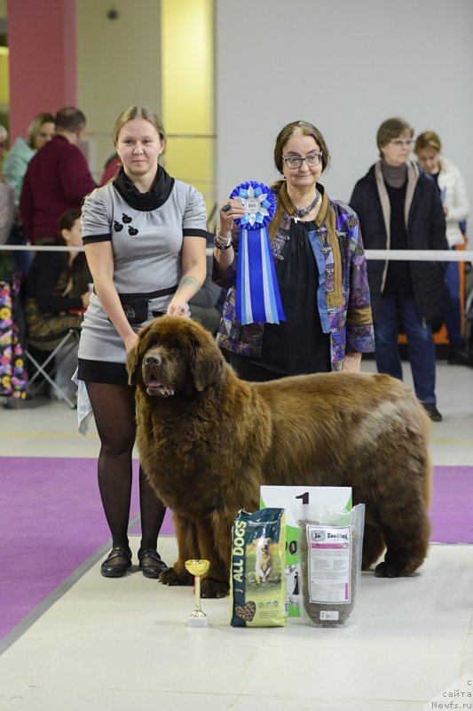 Фото: ньюфаундленд Chernyi Sharm Angel'skaya Krasota (Черный Шарм Ангельская Красота)