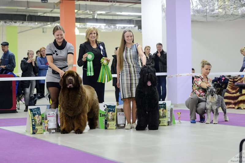 Фото: ньюфаундленд Chernyi Sharm Angel'skaya Krasota (Черный Шарм Ангельская Красота)