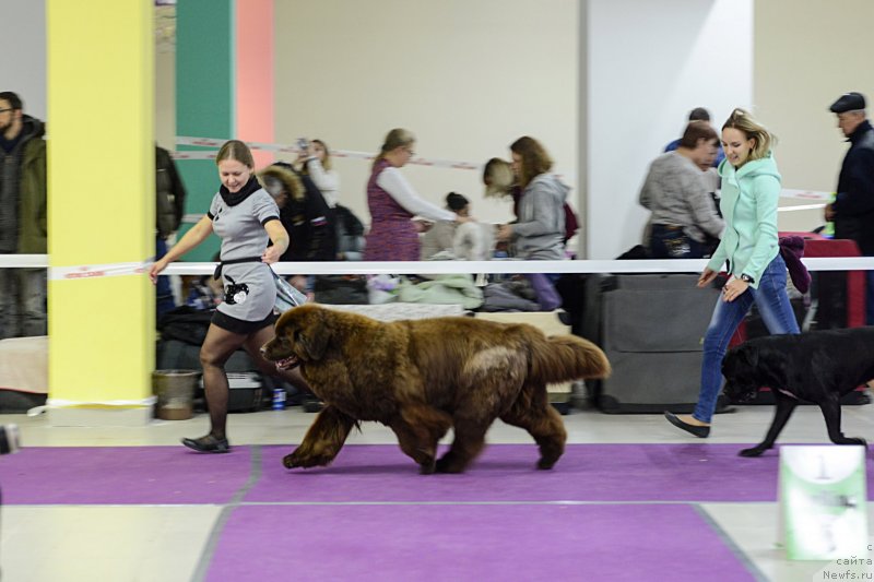 Фото: ньюфаундленд Chernyi Sharm Angel'skaya Krasota (Черный Шарм Ангельская Красота)