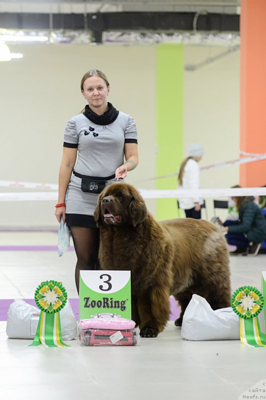 Фото: ньюфаундленд Chernyi Sharm Angel'skaya Krasota (Черный Шарм Ангельская Красота)