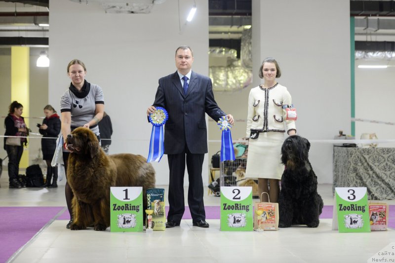 Фото: ньюфаундленд Chernyi Sharm Angel'skaya Krasota (Черный Шарм Ангельская Красота)