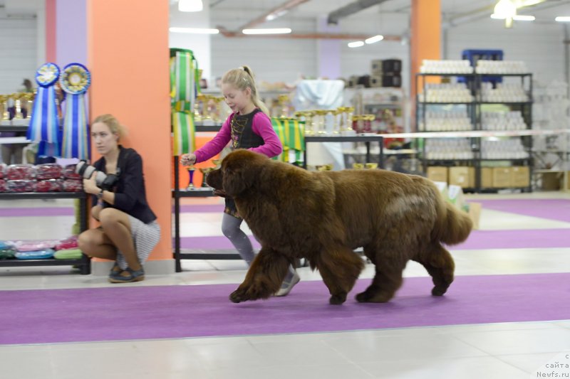 Фото: ньюфаундленд Chernyi Sharm Angel'skaya Krasota (Черный Шарм Ангельская Красота)