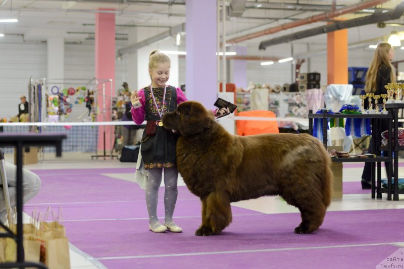 Фото: ньюфаундленд Chernyi Sharm Angel'skaya Krasota (Черный Шарм Ангельская Красота)