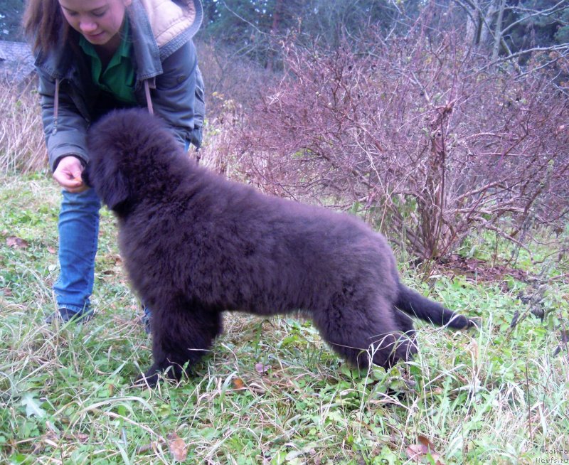 Фото: ньюфаундленд Al'fa Dar Oksa Zaznoba (Альфа Дар Окса Зазноба)