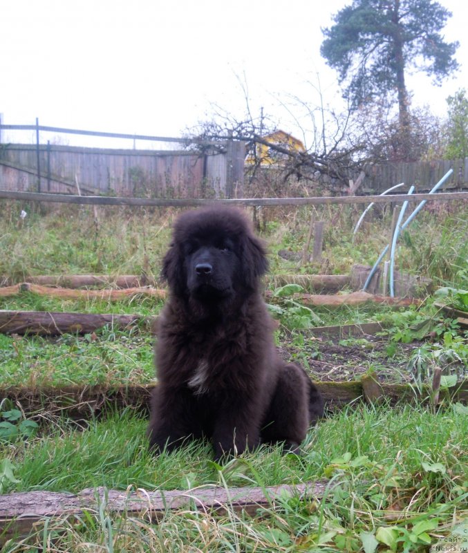Фото: ньюфаундленд Al'fa Dar Oksa Zaznoba (Альфа Дар Окса Зазноба)