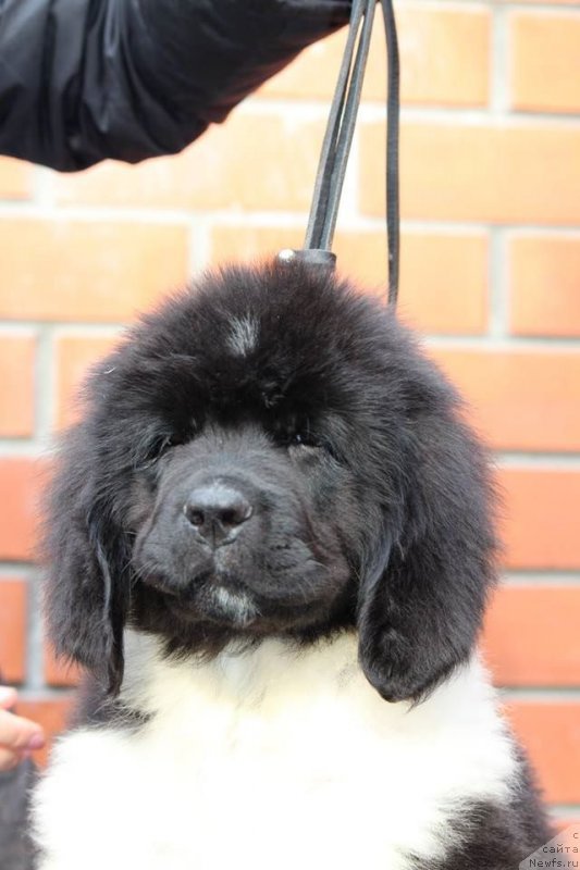 Фотография № 231259