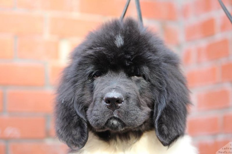 Фотография № 231260