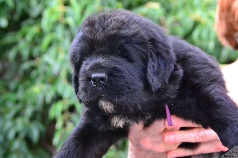 Фото: ньюфаундленд Talisman Morya Infiniti (Талисман Моря Инфинити)