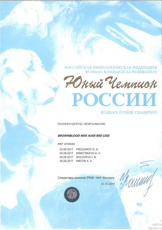 Фото: ньюфаундленд Brownblood MSK Audi Red Less (Браунблад МСК Ауди Рэд Лэсс)