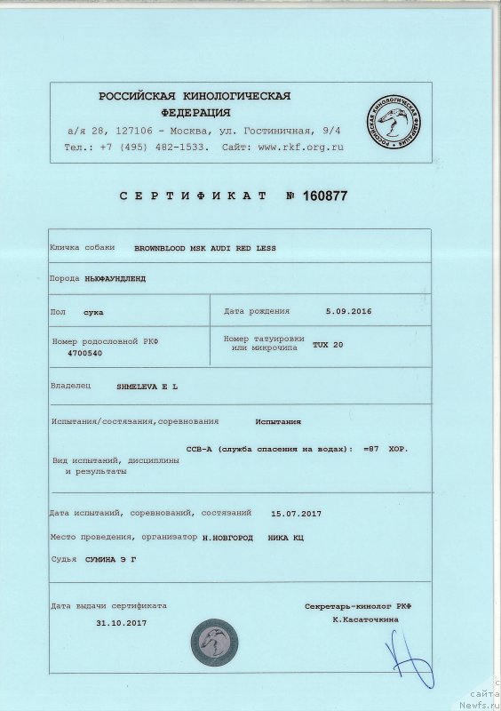 Фото: ньюфаундленд Brownblood MSK Audi Red Less (Браунблад МСК Ауди Рэд Лэсс)