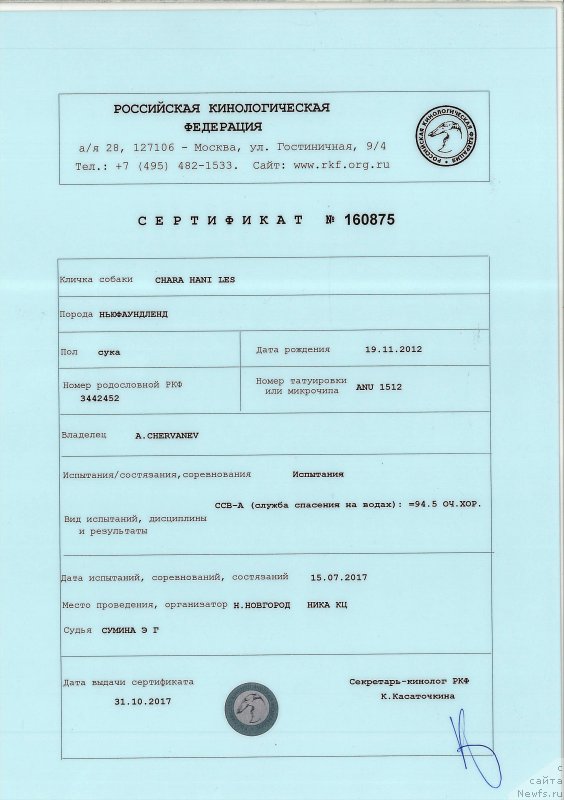 Фото: ньюфаундленд Chara Hani Les (Чара Хани Лес)