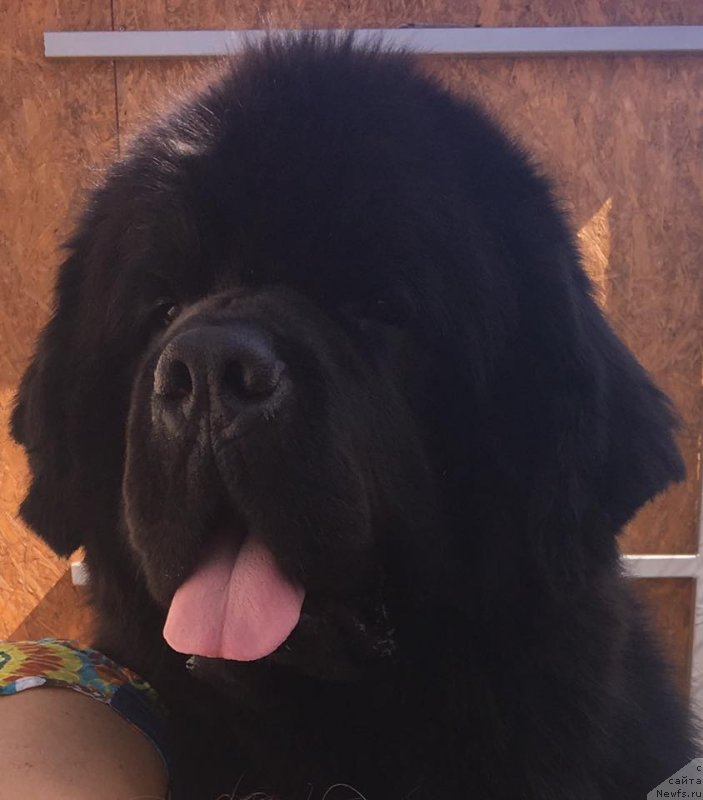 Фото: ньюфаундленд N'yufort Instinkt Vinner Knayt Itus (Ньюфорт Инстинкт Виннер Кнайт Итус)