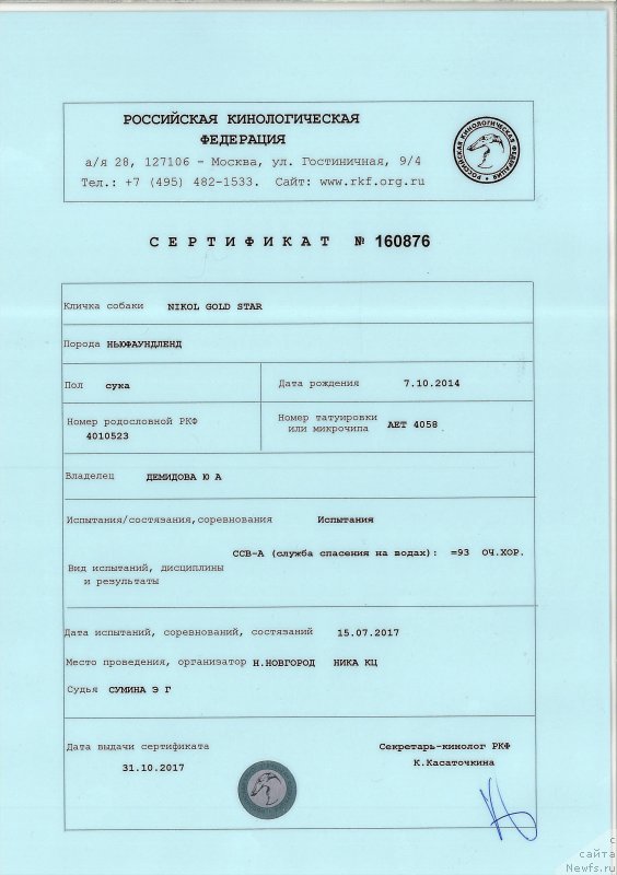 Фото: ньюфаундленд Nikol Gold Star (Николь Голд Стар)