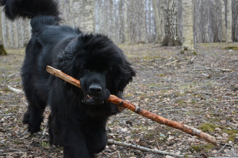 Фото: ньюфаундленд Plyushevaya Panda Diorella (Плюшевая Панда Диорелла)