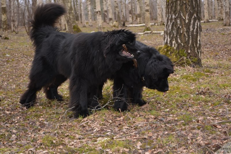 Фото: ньюфаундленд Plyushevaya Panda Diorella (Плюшевая Панда Диорелла)