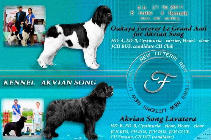 Фото: ньюфаундленд Oukaya Forever Le Grand Ami for-Akvian Song, ньюфаундленд Akvian Song Lavatera (Аквиан Сонг Лаватера)