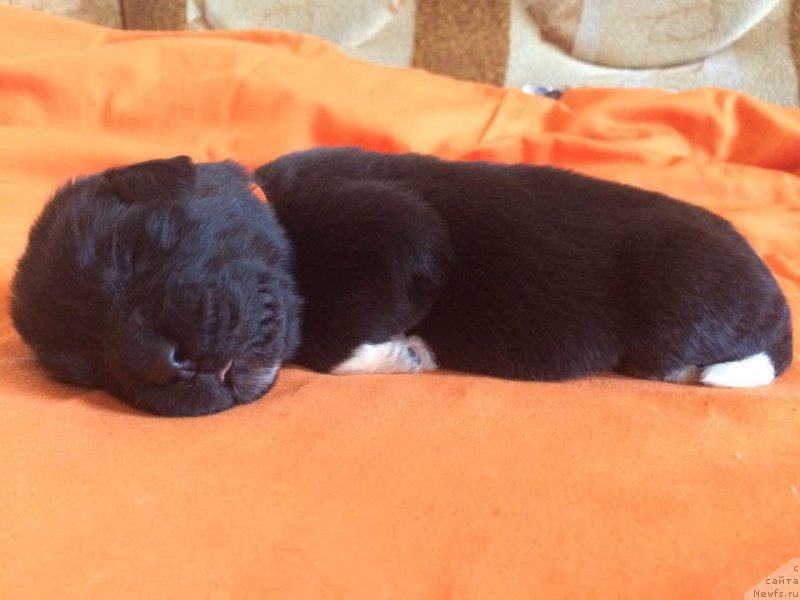 Фото: Щенок 