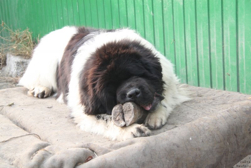 Фото: ньюфаундленд Oukaya Forever Le Grand Ami for-Akvian Song