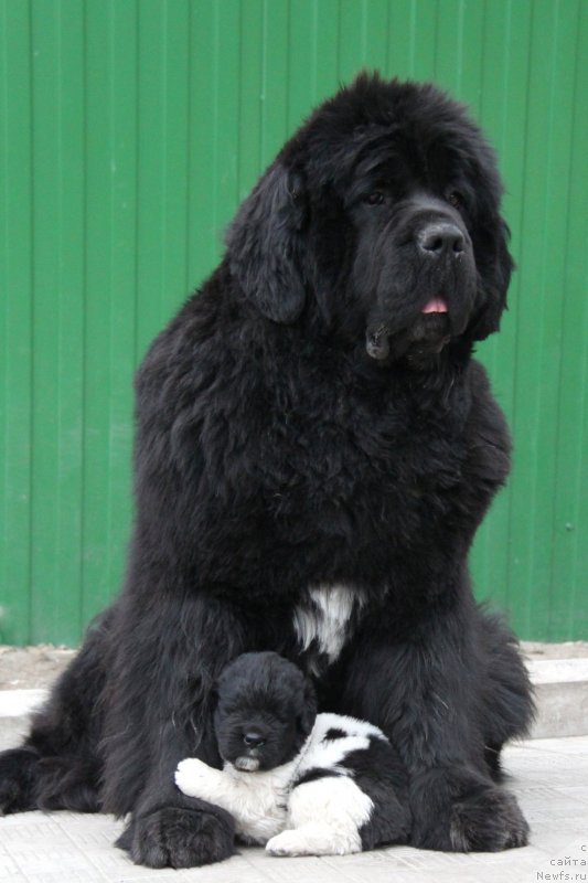 Фото: ньюфаундленд Akvian Song Lavatera (Аквиан Сонг Лаватера), ньюфаундленд Akvian Song Ungaro (Аквиан Сонг Унгаро)