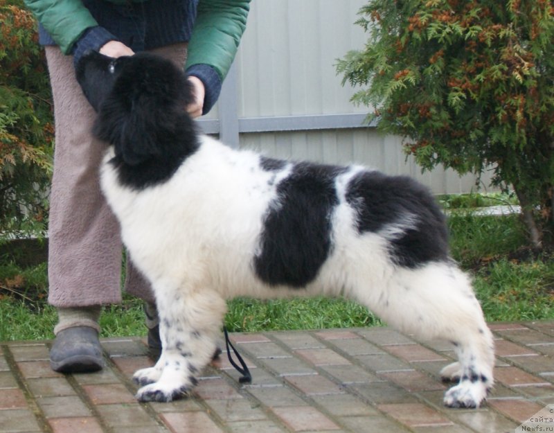 Фото: ньюфаундленд Snou Viking Bella (Сноу Викинг Белла)