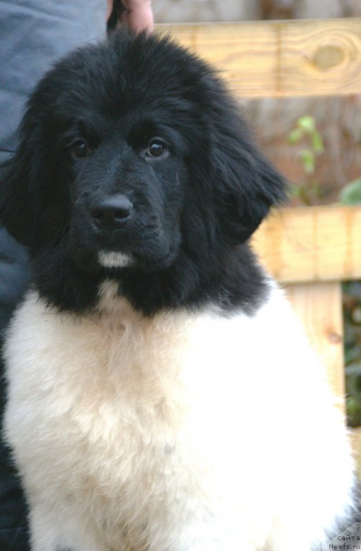 Фото: ньюфаундленд Snou Viking Bella (Сноу Викинг Белла)