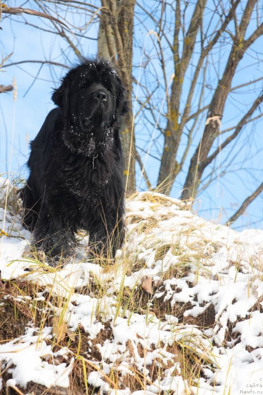 Фото: ньюфаундленд Donats Prayd Byet Midler (Донатс Прайд Бэт Мидлер)