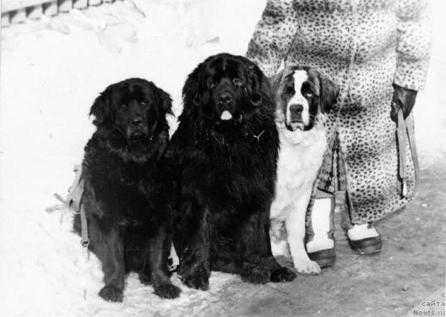 Фото: ньюфаундленд Irma Vikki (Ирма Викки), ньюфаундленд Truli-Greyt Ir Far (Трули-Грейт Ир Фар)