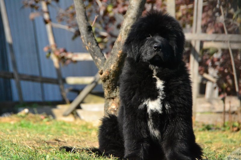 Фото: ньюфаундленд Talisman Morya Infiniti (Талисман Моря Инфинити)