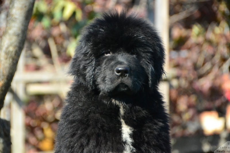 Фото: ньюфаундленд Talisman Morya Infiniti (Талисман Моря Инфинити)