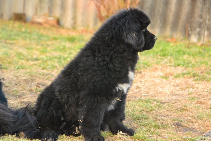 Фото: ньюфаундленд Talisman Morya Infiniti (Талисман Моря Инфинити)