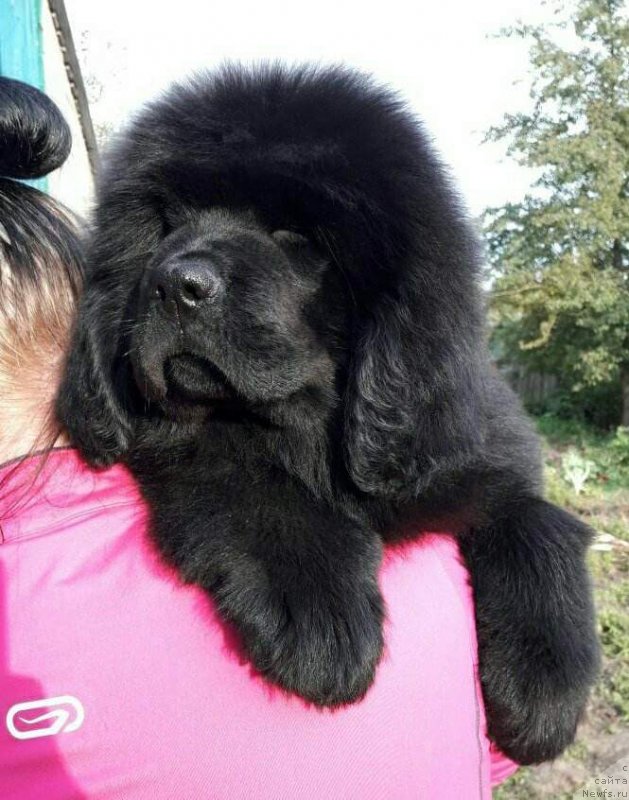 Фото: ньюфаундленд Lucy Maud Montogomery (Люси Мод Монтгомери)