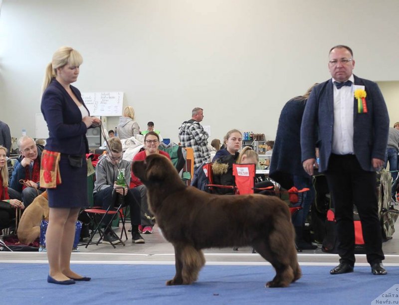 Фото: ньюфаундленд Brownblood MSK Alpina Guardian Soul (Браунблад МСК Альпина Гуардиан Соул)
