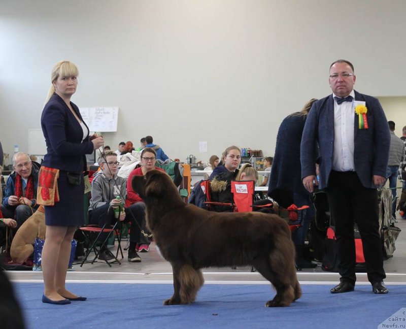 Фото: ньюфаундленд Brownblood MSK Alpina Guardian Soul (Браунблад МСК Альпина Гуардиан Соул)