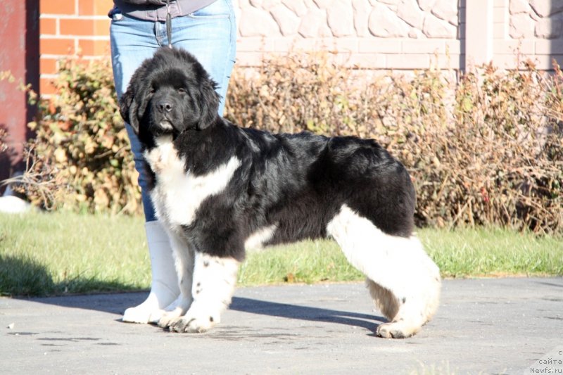 Фото: ньюфаундленд Akvian Song Urmas (Аквиан Сонг Урмас)