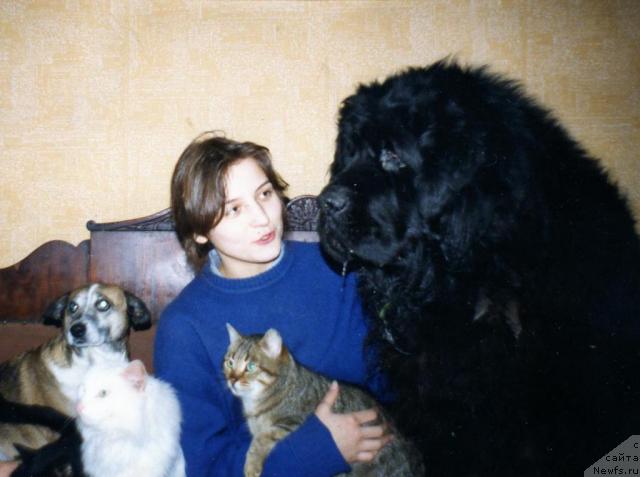 Фото: ньюфаундленд Truli-Greyt Ir Far (Трули-Грейт Ир Фар)