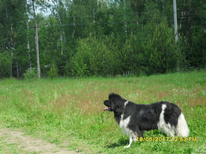 Фото: ньюфаундленд Terra Viktoriya Avangard (Терра Виктория Авангард)