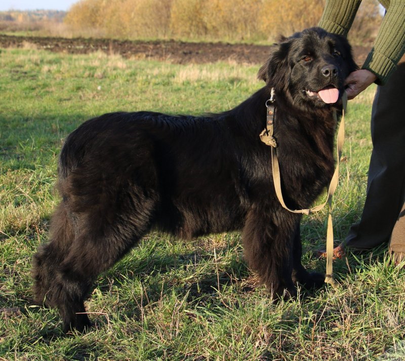 Фото: ньюфаундленд Velyke Malyatko Kralya Karooka