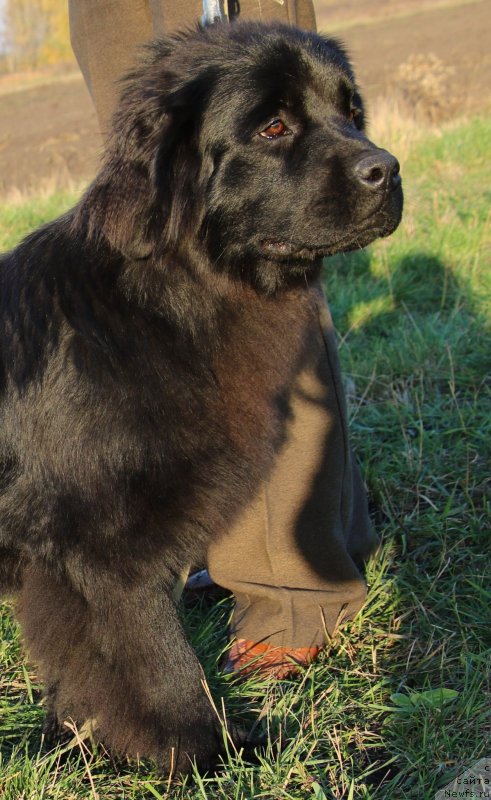 Фото: ньюфаундленд Velyke Malyatko Kralya Karooka